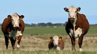 Australian push for zero US tariffs after beef reprieve