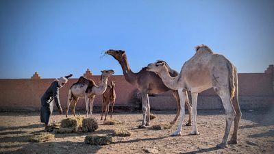 Climate change threatens Morocco's camels, and with them its cultural heritage