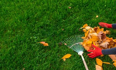 6 Common Mistakes When Raking Leaves