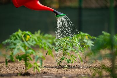 Why Late Fall Watering Saves Roots From Damage