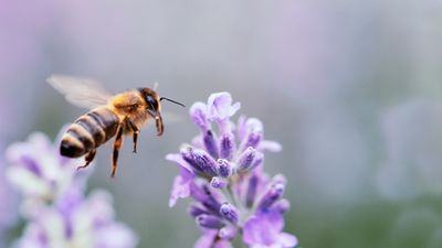Why Pollinator Hotels Should Be Built Before Frost