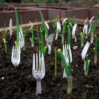 Gardeners are sticking plastic forks in their veg patches – and no, it’s not as bonkers as it sounds