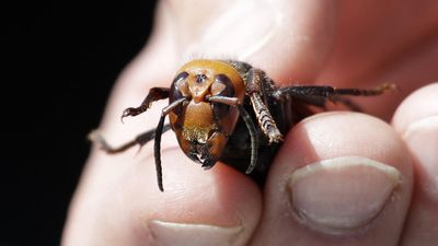 Asian hornet explosion leaves Alsace beekeepers fighting for their hives