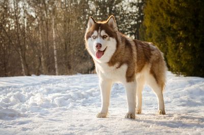 10 Popular Dog Breeds That Aren’t Ideal Pets