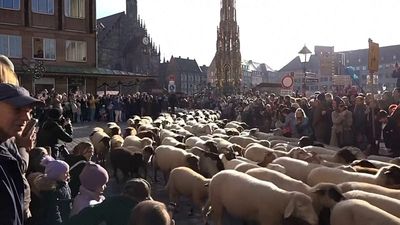 Sheep herds move through German cities for winter pastures