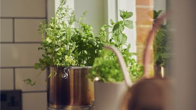 This $30 Hydroponics Kit is 'Excellent for a First-Timer' – I'm Getting My Hands on It Now for Growing Food on My Kitchen Countertop This Winter