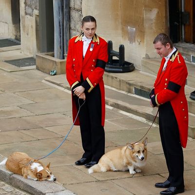 Rumors Swirl Suggesting King Charles Is "Preparing to Seize" Queen Elizabeth's Corgis From Ex-Prince Andrew and Sarah Ferguson