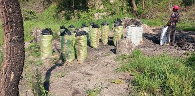 COP30: Zambia’s forest communities need finance for solar power – so they don’t have to cut down trees to pay for it