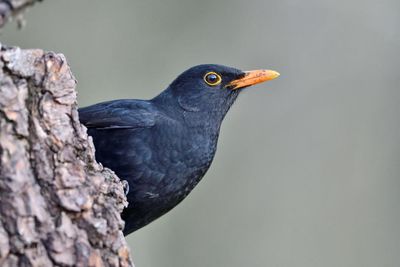 France’s birds start to show signs of recovery after bee-harming pesticide ban