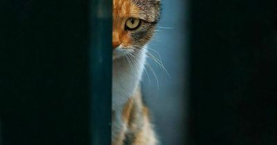 30 Stunning Cat Photos From The Decisive Moments Magazine That Capture Pure Feline Magic