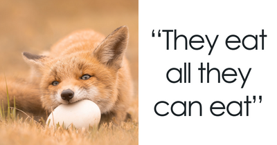 15 Years In The Field Taught Me 31 Things About Foxes That Might Surprise You