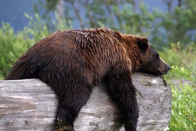 Single gene responsible for hibernation in mammals, study finds