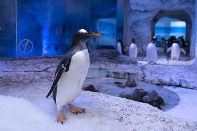 Aquarium owners pledge to listen to ‘constructive ideas’ about captive penguins