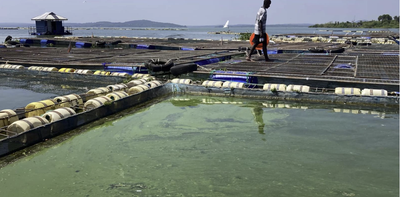 Fish farming is booming in Lake Victoria, but pollution and disease are wiping out millions. How to reduce losses