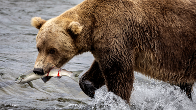 Montana killer thought he fooled everyone with bear attack story, but one thing he left behind doomed him immediately