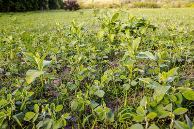 Why Winter Cover Crops Boost Soil Health