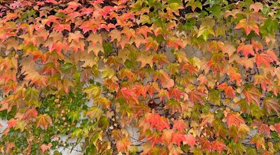 Why Plant Dormancy Is Triggered in Autumn