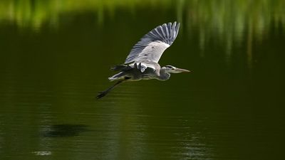 My Playing Partner Just Hit A Bird And His Ball Went Into A Pond. What Is The Ruling?