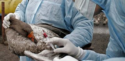 H5N1 bird flu cases spike in Europe. How worried should we be?