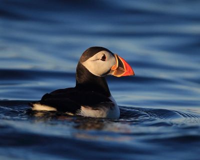 Three sugar cubes worth of plastic enough to kill a puffin, study finds