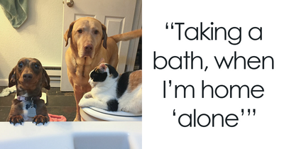 50 Hilarious Pets Who Refuse To Give Their Humans A Break (New Pics)