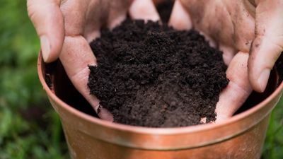 Can I keep my used potting soil for spring, or should I throw it out? Here's what you need to know