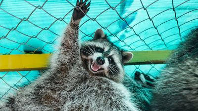 Your dream of owning a pet raccoon is closer than you think. Their changing faces explain everything