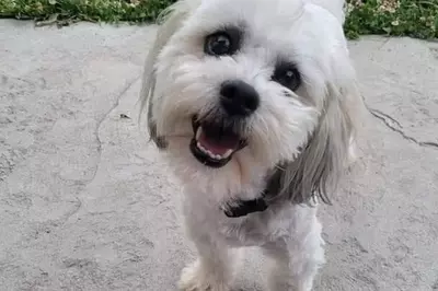 Missouri city to pay $500,000 to the owner of blind and deaf dog who was shot dead by a cop