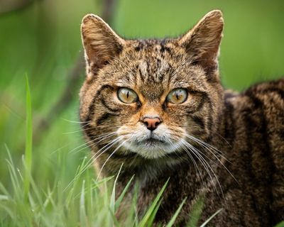 European wildcats could be seen again in England for first time in 100 years