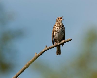 Country diary: What is the thrust of the song thrush song? It has to be joy