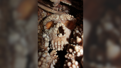 'Perfectly preserved' Neanderthal skull bones suggest their noses didn't evolve to warm air