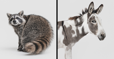 Photographer Captured 44 Animals You Don’t Usually See In Portraits, And They All Nailed It