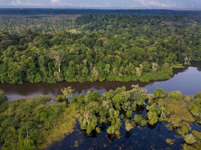 The rainforest the world forgot: the Congo basin is the second largest on Earth, so why is it being neglected?
