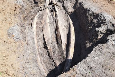 Scientists dig up two-tonne whale head found on Cornwall beach in 10-hour mission