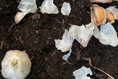 Doing these fall garden chores will make your spring easier