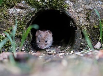 10 Crops That Attract Mice if Left Uncovered