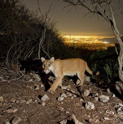 Can mountain lions make a comeback in the US north-east? One group hopes so