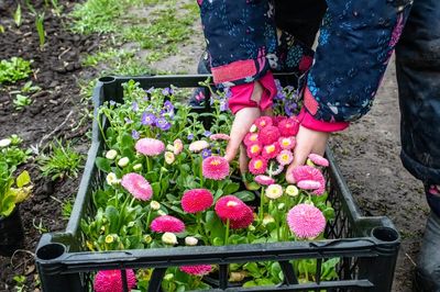 Why Perennial Beds Benefit From Extra Mulch Now