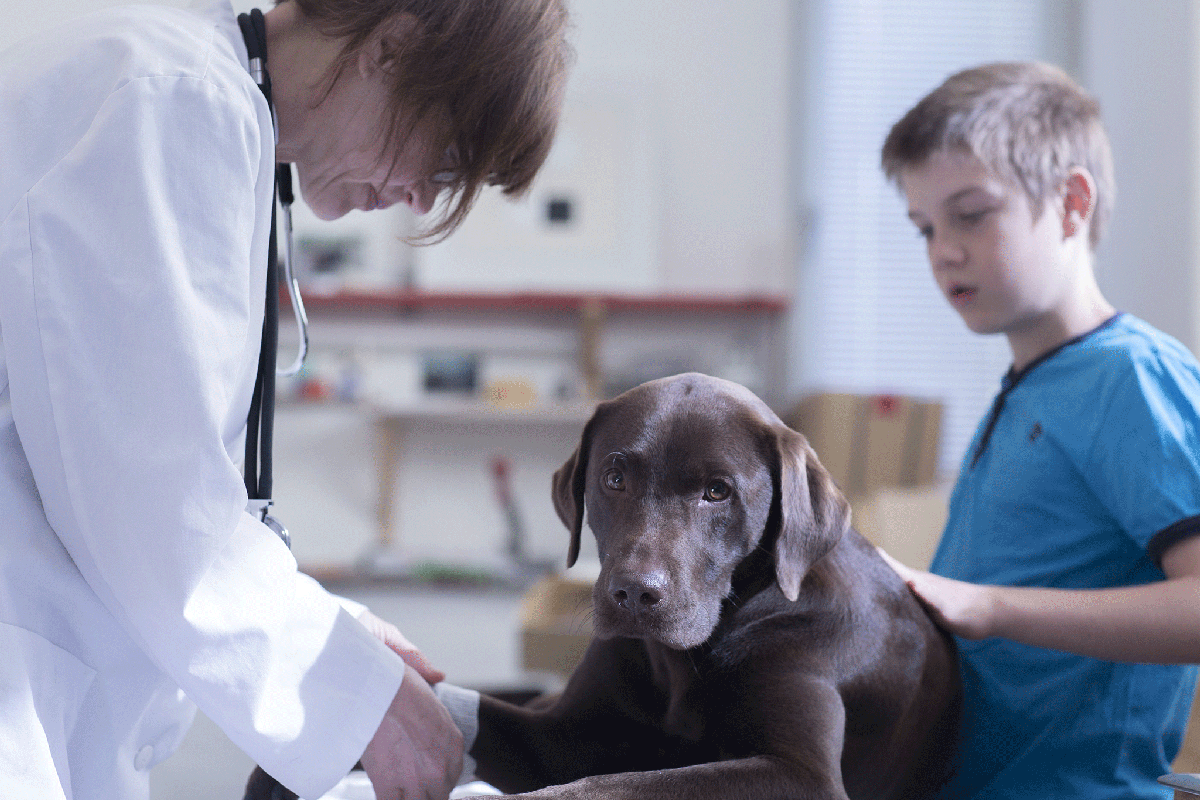 Alabama rot: Urgent warning for dog owners over deadly virus with 90% of cases reported in winter