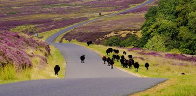 Walking through the North York Moors National Park – a place of adventure, conservation and healing
