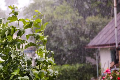 9 Crops That Should Be Dug Up Before Heavy Rain
