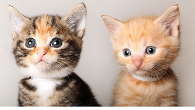 Farmhand delivers litter of kittens on his property. Then he sees something that makes his blood run cold
