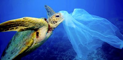 New study finds that ingesting even small amounts of plastic can be fatal for marine animals