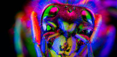 Are animals and AI conscious? We’ve devised new theories for how to test this