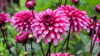I Tried Storing My Dahlias in This Natural Material Last Winter and They All Survived – Take it from a Flower Grower, Doing This Will Keep Tubers Safe