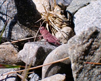 ‘Exceptionally rare’ pink grasshopper spotted in New Zealand