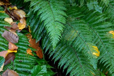 Country diary: The green in this gully has conquered all