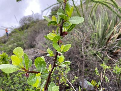Plantwatch: The plant that shoots toxic liquid – and the insects trying to beat it