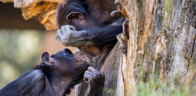 When did kissing evolve and did humans and Neanderthals get off with each other? New research