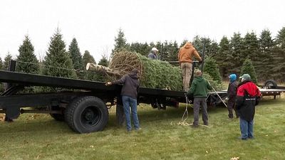White House Christmas tree: Michigan fir wins national contest